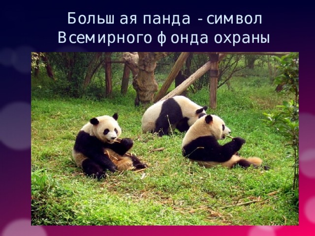Большая панда - символ Всемирного фонда охраны природы 