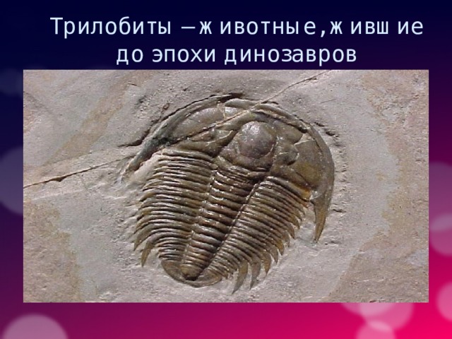 Трилобиты – животные, жившие до эпохи динозавров 