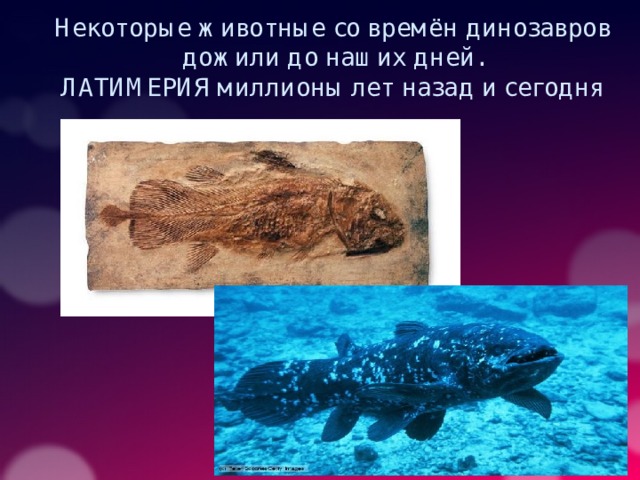 Некоторые животные со времён динозавров дожили до наших дней.  ЛАТИМЕРИЯ миллионы лет назад и сегодня 