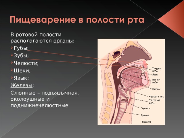 В ротовой полости располагаются органы : Губы; Зубы; Челюсти; Щеки; Язык; Железы : Слюнные – подъязычная, околоушные и поднижнечелюстные 