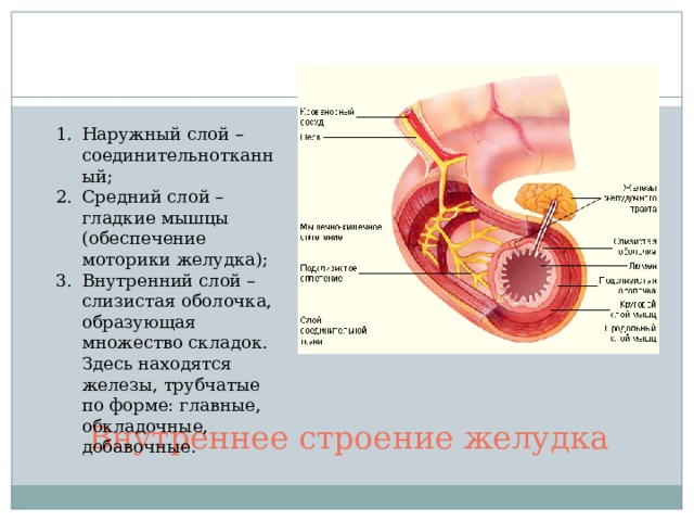 Наружный слой – соединительнотканный; Средний слой – гладкие мышцы (обеспечение моторики желудка); Внутренний слой – слизистая оболочка, образующая множество складок. Здесь находятся железы, трубчатые по форме: главные, обкладочные, добавочные. Внутреннее строение желудка 