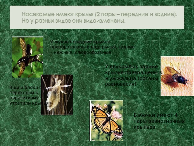 У жуков передние крылья преобразованы в надкрылья, задние – нежные, слюдообразные У двукрылых задние крылья превращены в жужжальца (органы равновесия) Вши и блохи с переходом к паразитизму утратили крылья Бабочки имеют 4 пары равнозначных крыльев 