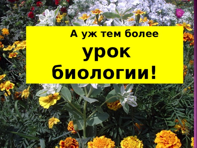  А уж тем более  урок биологии! 