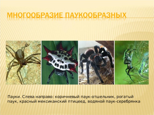 Пауки. Слева направо: коричневый паук-отшельник, рогатый паук, красный мексиканский птицеед, водяной паук-серебрянка 