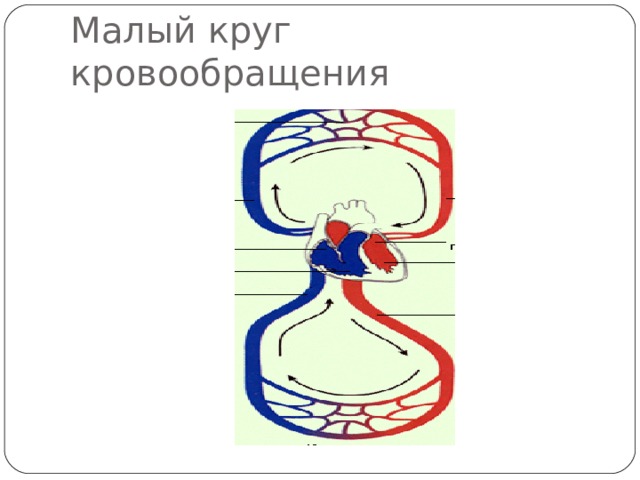 Малый круг кровообращения 