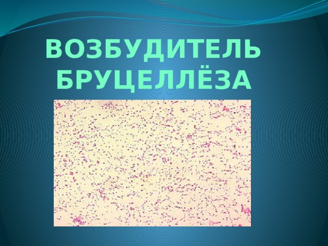 ВОЗБУДИТЕЛЬ БРУЦЕЛЛЁЗА 
