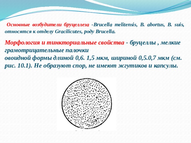   Основные возбудители бруцеллеза -Brucella melitensis, В. abortus, В. suis, относятся к отделу Gracilicutes, роду Brucella. Морфология и тинкториальные свойства - бруцеллы , мелкие грамотрицательные палочки овоидной формы длиной 0,6. 1,5 мкм, шириной 0,5.0,7 мкм (см. рис. 10.1). Не образуют спор, не имеют жгутиков и капсулы. 