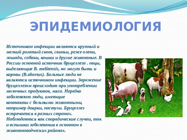 ЭПИДЕМИОЛОГИЯ Источником инфекции являются крупный и мелкий рогатый скот, свиньи, реже олени, лошади, собаки, кошки и другие животные. В России основной источник бруцеллеза . овцы, выделяющие В. melitensis, но могут быть и коровы (B.abortus). Больные люди не являются источником инфекции. Заражение бруцеллезом происходит при употреблении молочных продуктов, мяса. Нередко заболевают люди, имеющие контакты с больными животными, например доярки, пастухи. Бруцеллез встречается в разных странах. Наблюдаются как спорадические случаи, так и вспышки заболевания в основном в животноводческих районах. 