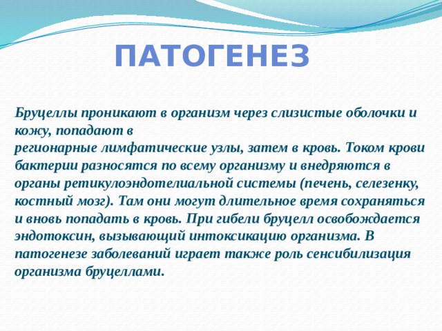 ПАТОГЕНЕЗ Бруцеллы проникают в организм через слизистые оболочки и кожу, попадают в регионарные лимфатические узлы, затем в кровь. Током крови бактерии разносятся по всему организму и внедряются в органы ретикулоэндотелиальной системы (печень, селезенку, костный мозг). Там они могут длительное время сохраняться и вновь попадать в кровь. При гибели бруцелл освобождается эндотоксин, вызывающий интоксикацию организма. В патогенезе заболеваний играет также роль сенсибилизация организма бруцеллами. 