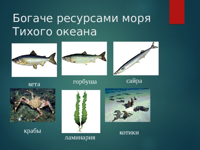 Богаче ресурсами моря Тихого океана сайра горбуша кета крабы котики ламинария 