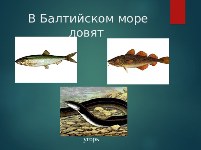В Балтийском море ловят салака треска угорь 