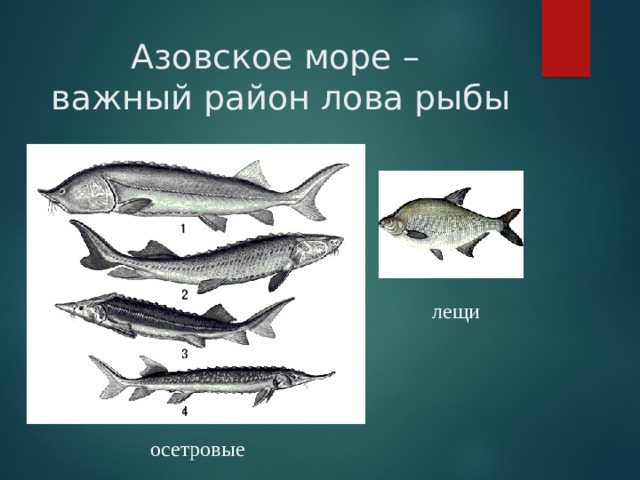 Азовское море –  важный район лова рыбы лещи осетровые 