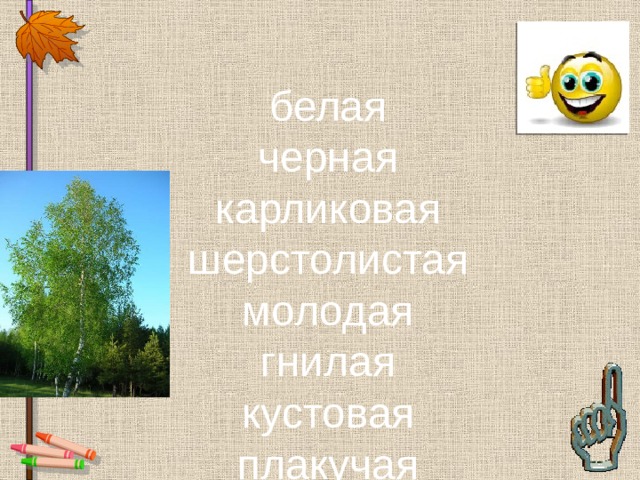 белая черная карликовая шерстолистая молодая гнилая кустовая плакучая 