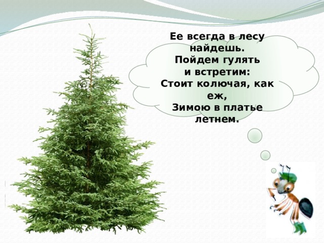  Ее всегда в лесу найдешь.  Пойдем гулять и встретим:  Стоит колючая, как еж,  Зимою в платье летнем.   