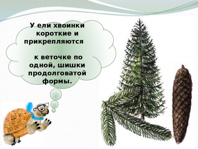 У ели хвоинки короткие и прикрепляются к веточке по одной, шишки продолговатой формы. 