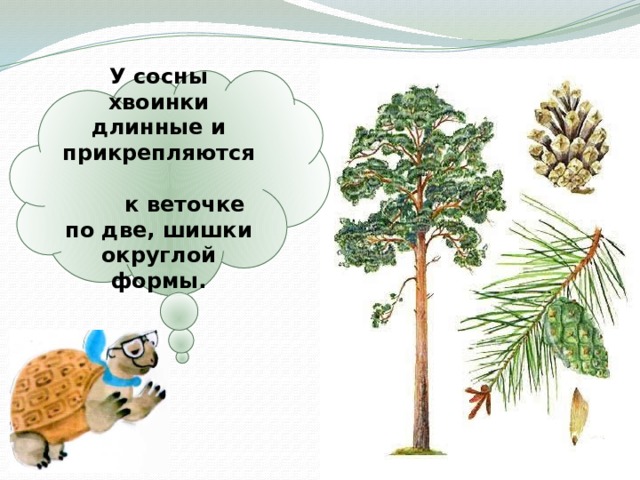 У сосны хвоинки длинные и прикрепляются к веточке по две, шишки округлой формы. 