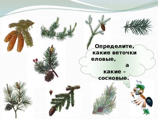 Определите, какие веточки еловые, а какие – сосновые. 