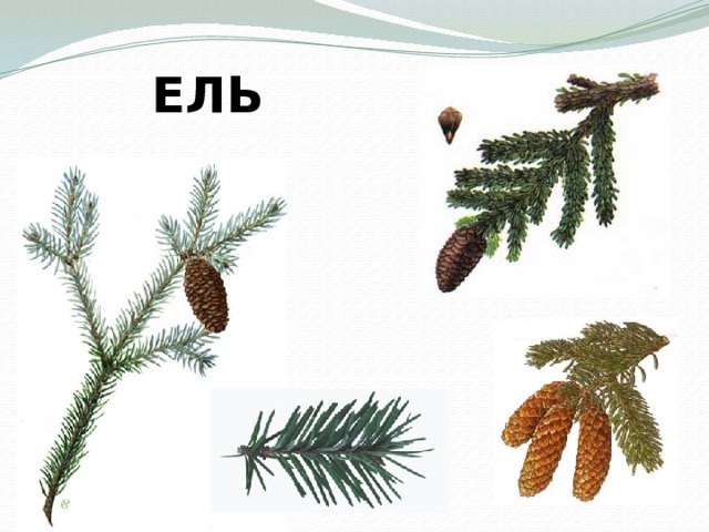 ЕЛЬ 