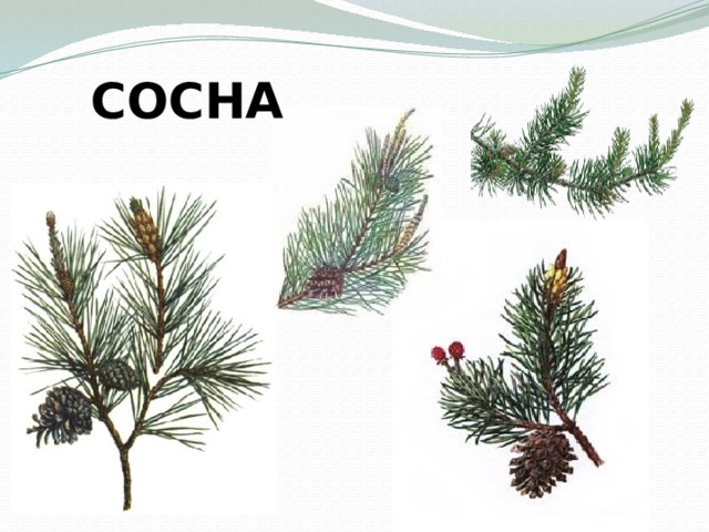 СОСНА 