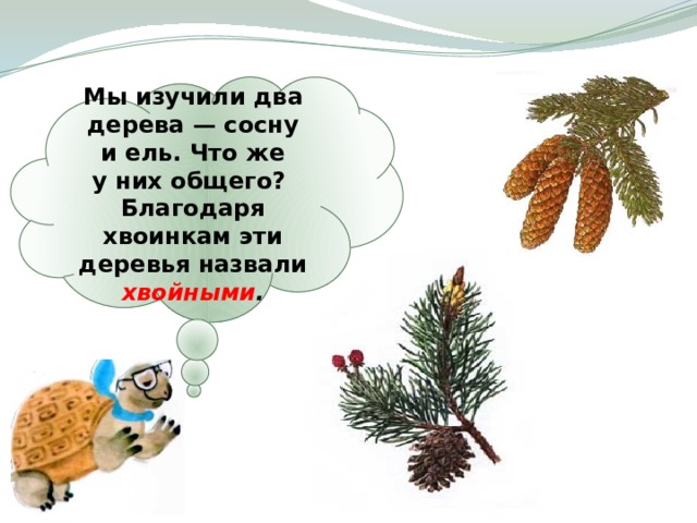 Мы изучили два дерева — сосну и ель. Что же у них общего? Благодаря хвоинкам эти деревья назвали хвойными . 