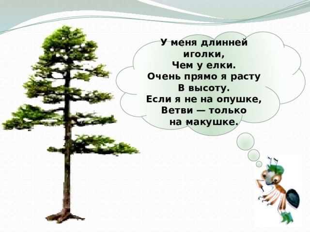  У меня длинней иголки,  Чем у елки.  Очень прямо я расту  В высоту.  Если я не на опушке,  Ветви — только на макушке.   