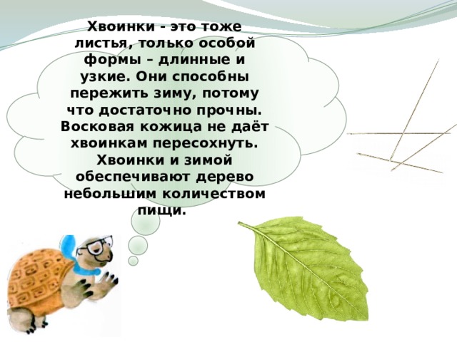 Хвоинки - это тоже листья, только особой формы – длинные и узкие. Они способны пережить зиму, потому что достаточно прочны. Восковая кожица не даёт хвоинкам пересохнуть. Хвоинки и зимой обеспечивают дерево небольшим количеством пищи. 