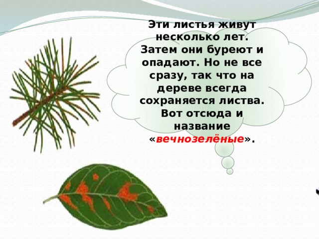 Эти листья живут несколько лет. Затем они буреют и опадают. Но не все сразу, так что на дереве всегда сохраняется листва. Вот отсюда и название « вечнозелёные ». 