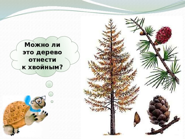 Можно ли это дерево отнести к хвойным? 
