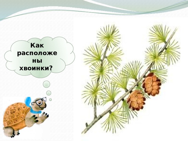 Как расположены хвоинки? 