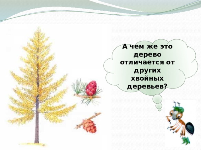 А чем же это дерево отличается от других хвойных деревьев? 