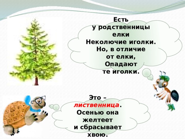  Есть у родственницы елки  Неколючие иголки.  Но, в отличие от елки,  Опадают те иголки.  Это – лиственница . Осенью она желтеет и сбрасывает хвою.  