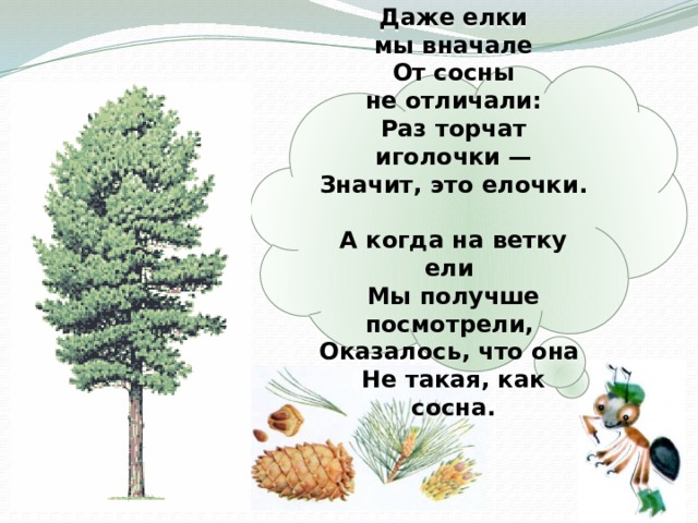  Даже елки мы вначале  От сосны не отличали:  Раз торчат иголочки —  Значит, это елочки.  А когда на ветку ели  Мы получше посмотрели,  Оказалось, что она  Не такая, как сосна.    