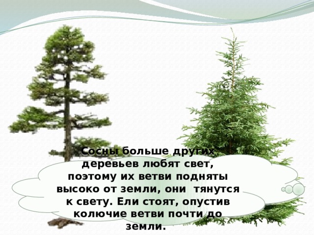 Сосны больше других деревьев любят свет, поэтому их ветви подняты высоко от земли, они тянутся к свету. Ели стоят, опустив колючие ветви почти до земли. 
