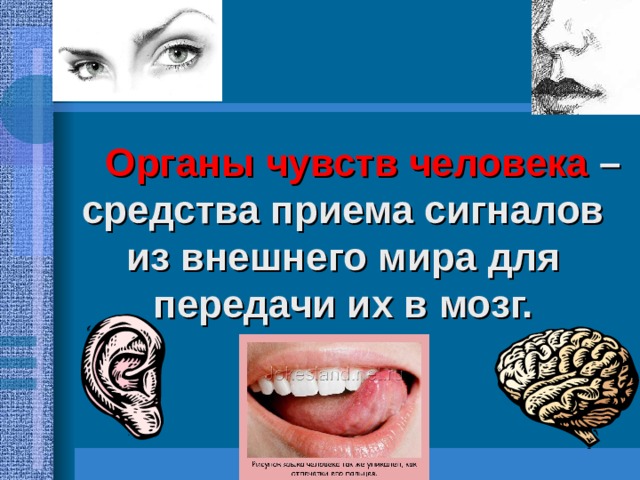   Органы чувств человека – средства приема сигналов из внешнего мира для передачи их в мозг. 