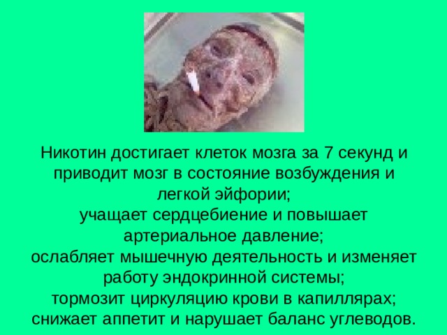 Никотин достигает клеток мозга за 7 секунд и приводит мозг в состояние возбуждения и легкой эйфории;  учащает сердцебиение и повышает артериальное давление;  ослабляет мышечную деятельность и изменяет работу эндокринной системы;  тормозит циркуляцию крови в капиллярах;  снижает аппетит и нарушает баланс углеводов. 