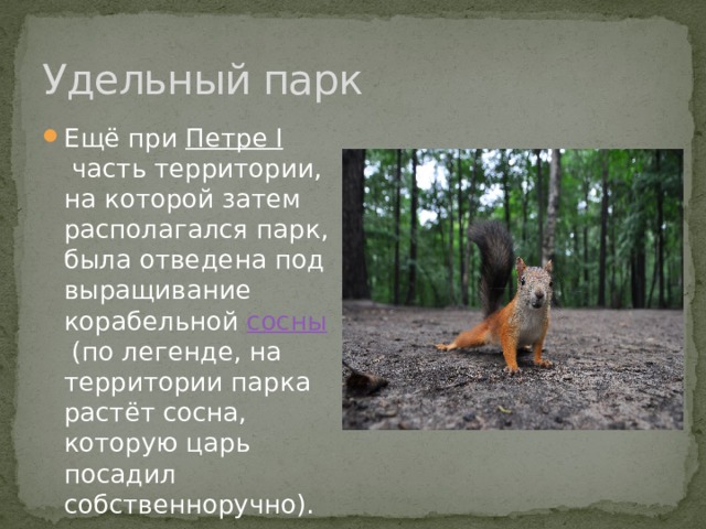 Удельный парк Ещё при  Петре I  часть территории, на которой затем располагался парк, была отведена под выращивание корабельной  сосны  (по легенде, на территории парка растёт сосна, которую царь посадил собственноручно).  