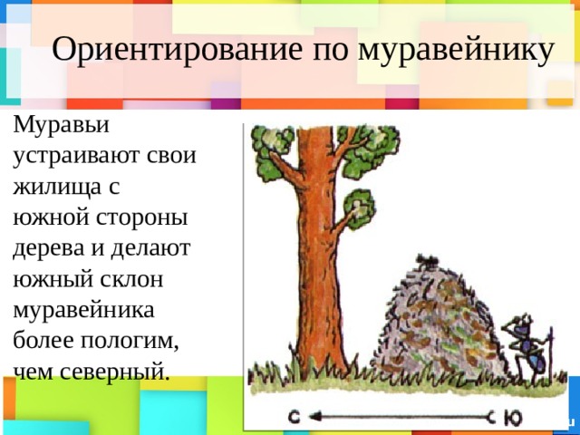 Ориентирование по муравейнику Муравьи устраивают свои жилища с южной стороны дерева и делают южный склон муравейника более пологим, чем северный. 