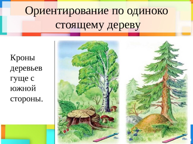 Ориентирование по одиноко  стоящему дереву Кроны деревьев гуще с  южной стороны. 