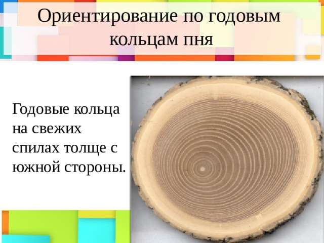 Ориентирование по годовым  кольцам пня Годовые кольца на свежих спилах толще с южной стороны. 