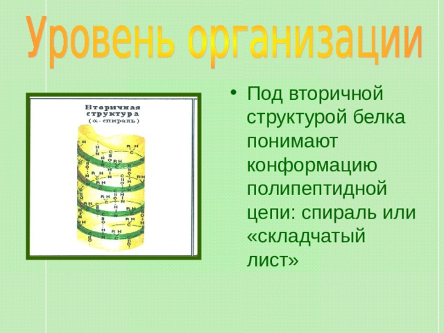 Под вторичной структурой белка понимают конформацию полипептидной цепи: спираль или «складчатый лист» 