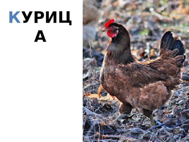 К УРИЦА  