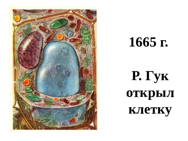  1665 г.   Р. Гук открыл клетку 