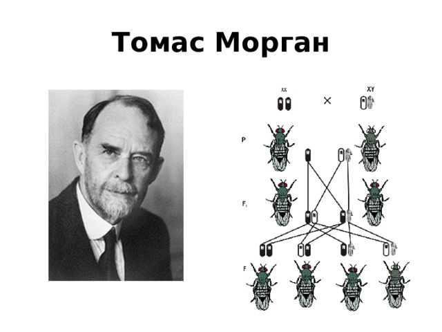 Томас Морган 