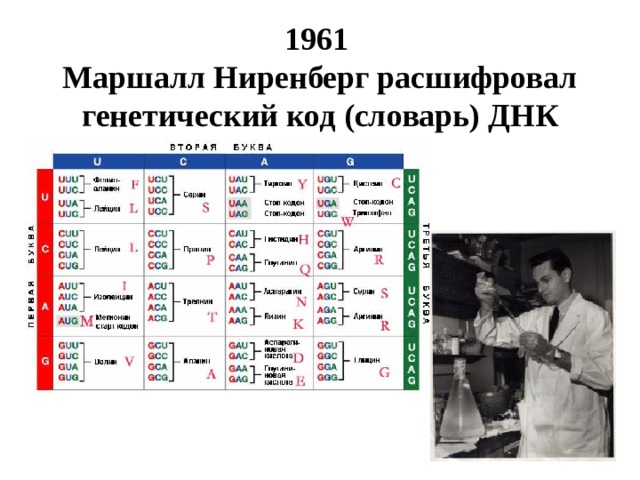 1961  Маршалл Ниренберг расшифровал генетический код (словарь) ДНК   
