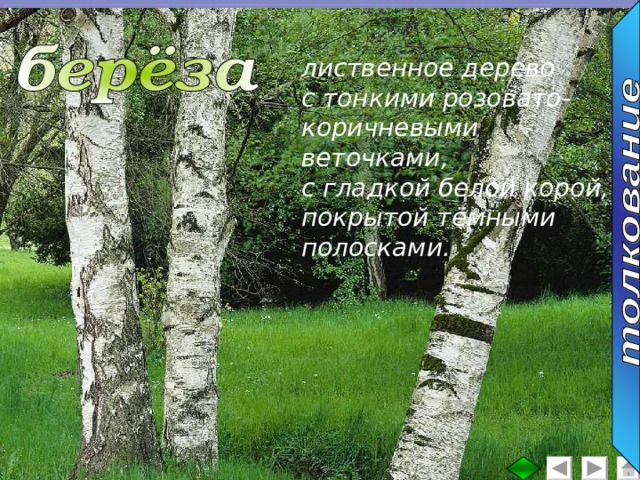 лиственное дерево с тонкими розовато- коричневыми веточками, с гладкой белой корой, покрытой тёмными полосками. 