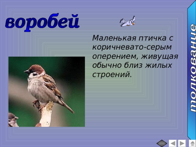 Маленькая птичка с коричневато-серым оперением, живущая обычно близ жилых строений. 