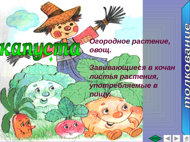 Огородное растение, овощ.  Завивающиеся в кочан листья растения, употребляемые в пищу. 