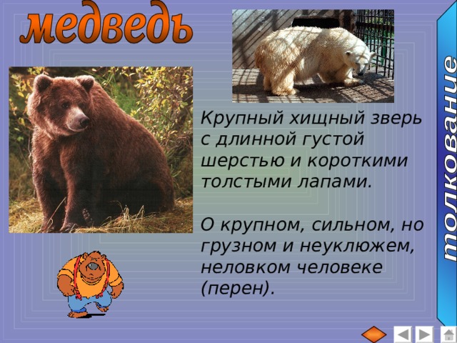 Крупный хищный зверь с длинной густой шерстью и короткими толстыми лапами.  О крупном, сильном, но грузном и неуклюжем, неловком человеке (перен). 