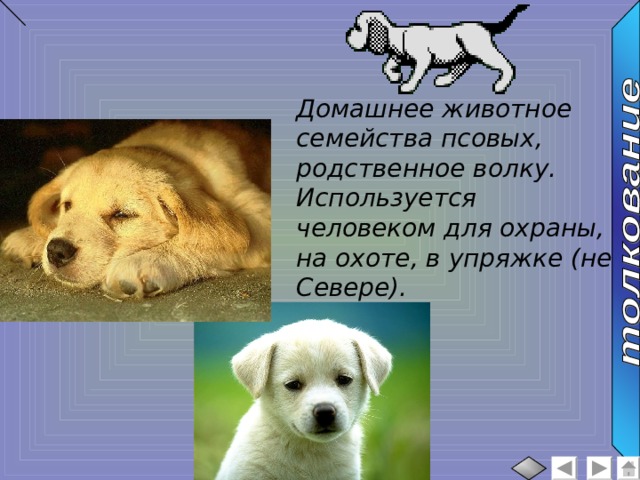 Домашнее животное семейства псовых, родственное волку. Используется человеком для охраны, на охоте, в упряжке (не Севере). 