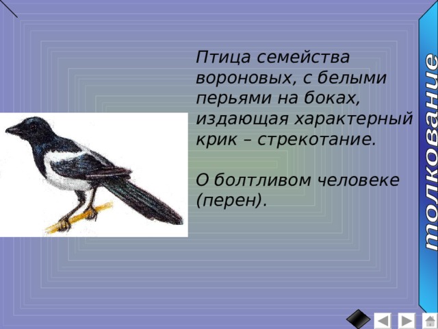 Птица семейства вороновых, с белыми перьями на боках, издающая характерный крик – стрекотание.  О болтливом человеке (перен). 